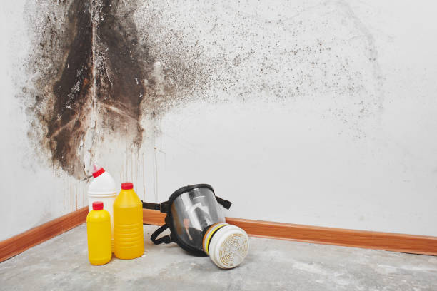 Best Professional Mold Removal  in Upper Lake, CA
