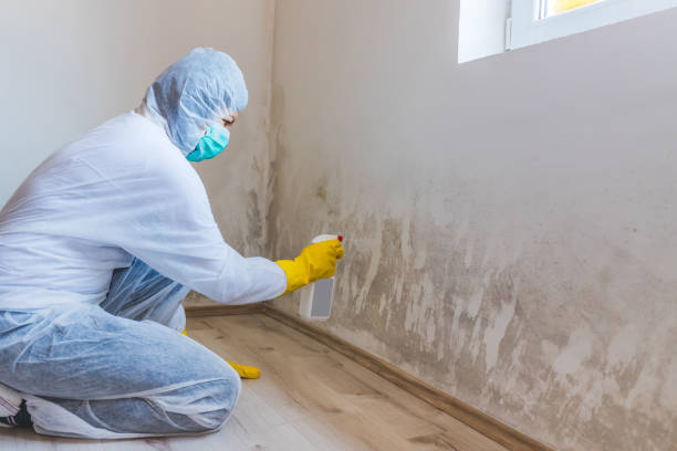 Best Attic Mold Removal  in Upper Lake, CA