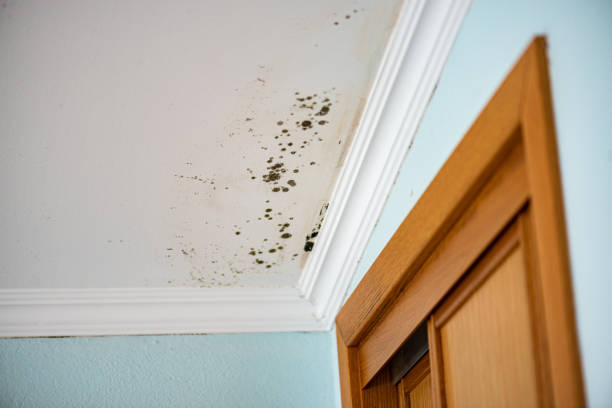 Best Commercial Mold Removal  in Upper Lake, CA