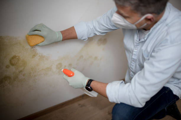 Attic Mold Removal in Upper Lake, CA