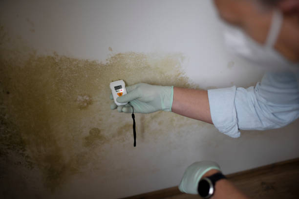 Best Mold Testing and Removal  in Upper Lake, CA