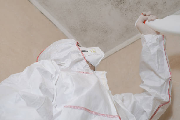 Best Home Mold Removal  in Upper Lake, CA