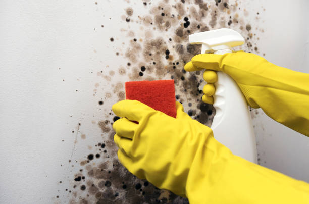 Best Affordable Mold Removal  in Upper Lake, CA