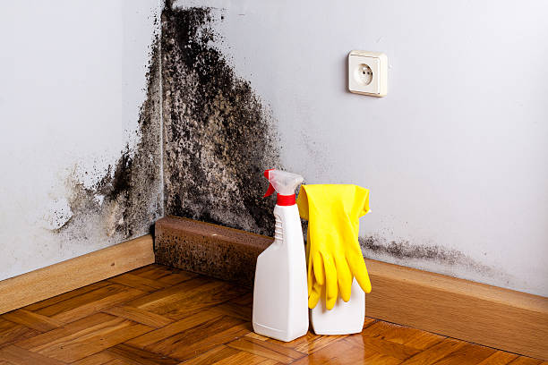 Best Local Mold Removal Service  in Upper Lake, CA