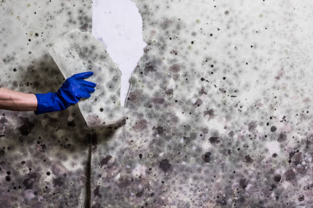 Mold Removal and Inspection in Upper Lake, CA