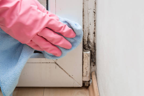 Best Office Mold Removal Services  in Upper Lake, CA