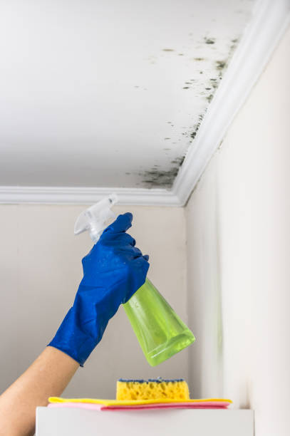 Best Mold Remediation  in Upper Lake, CA