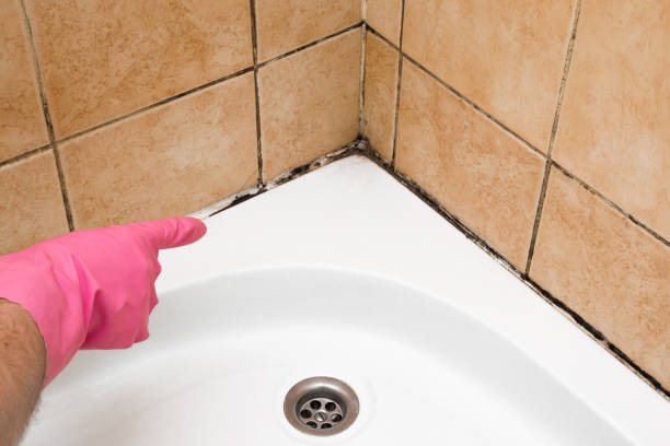Trusted Upper Lake, CA Mold Removal Experts