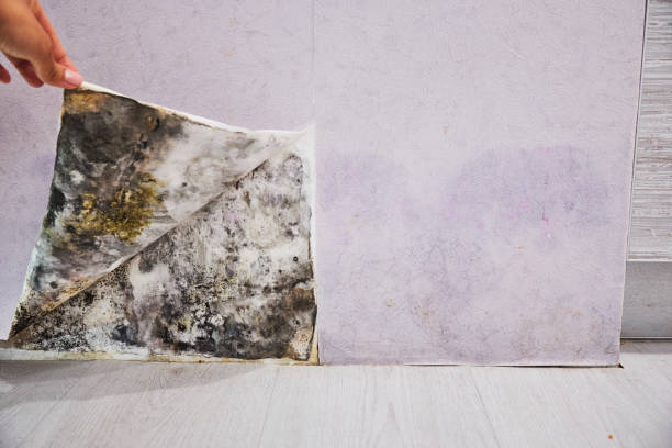 Best Professional Mold Removal  in Upper Lake, CA